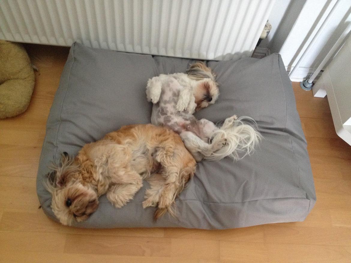 Shih tzu Boddy billede 4