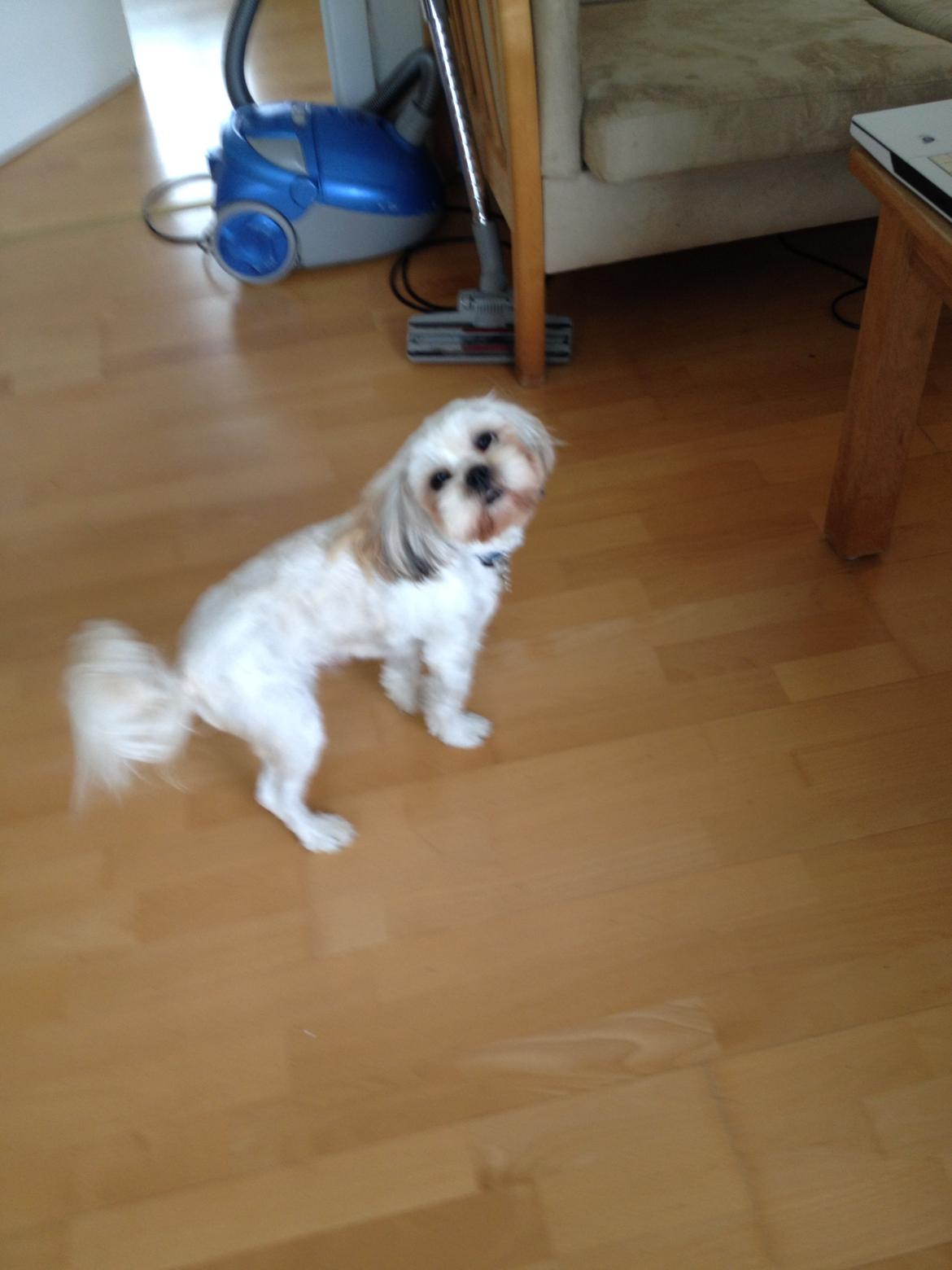Shih tzu Boddy billede 5