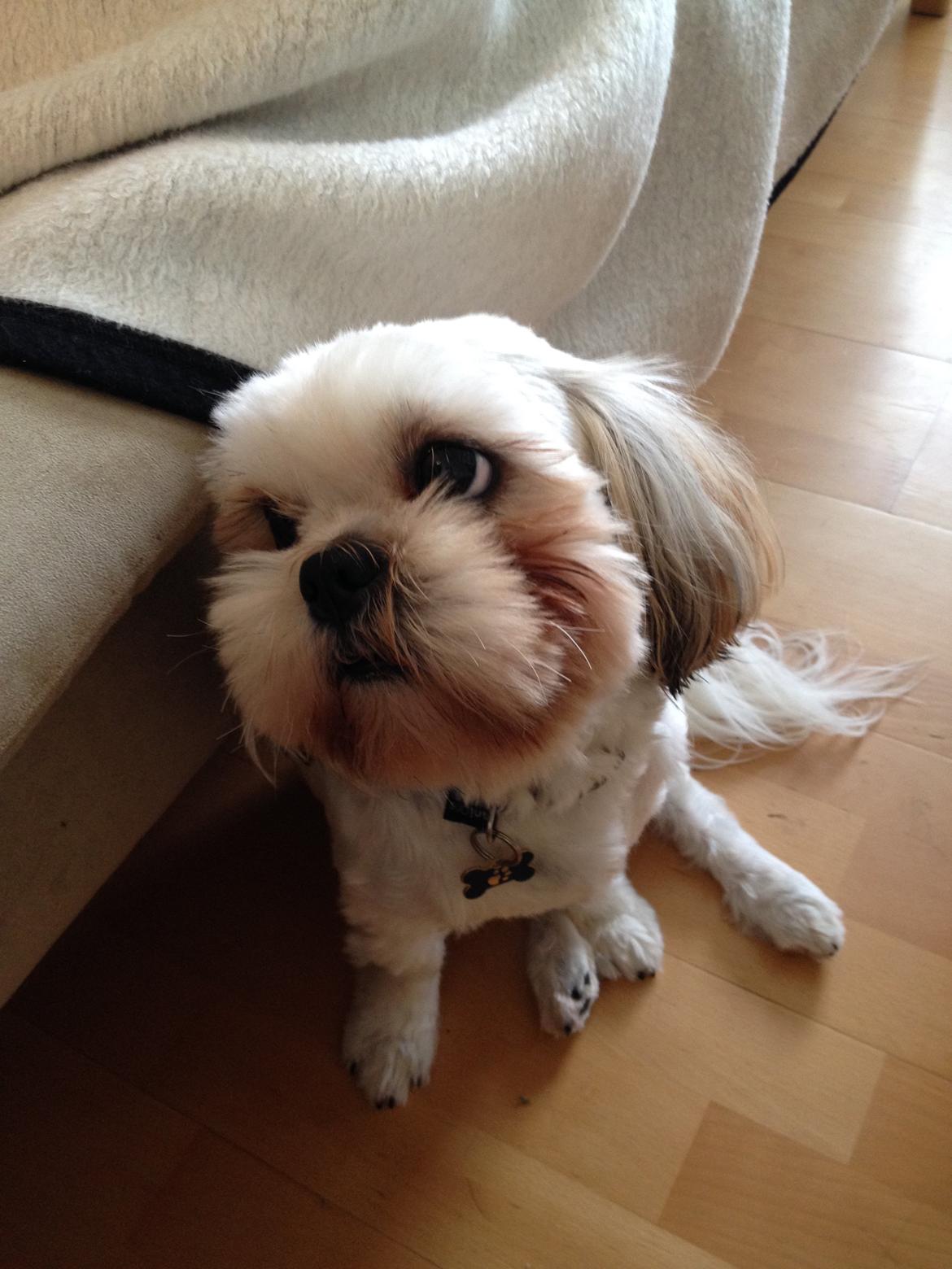 Shih tzu Boddy billede 6