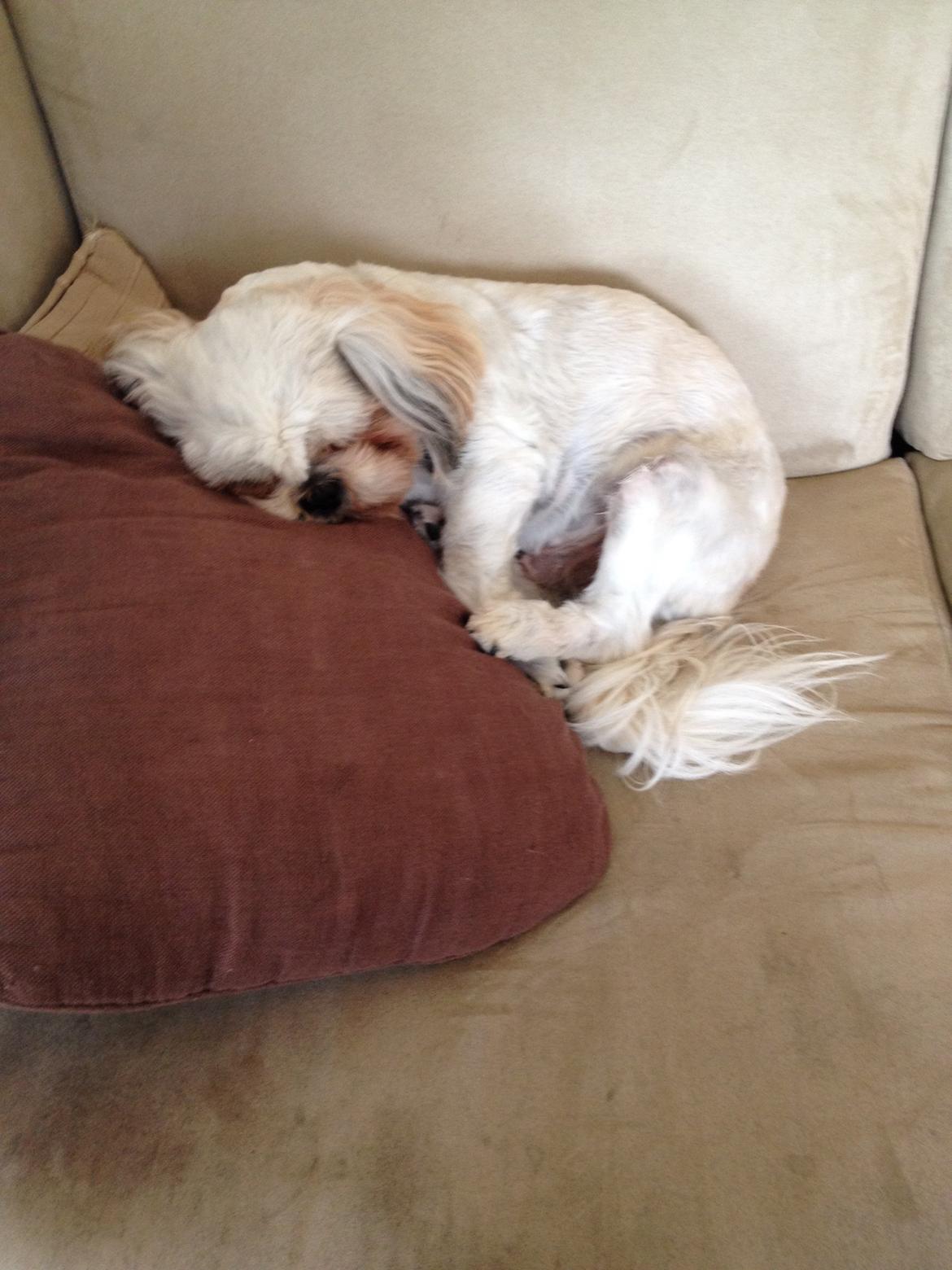 Shih tzu Boddy billede 7