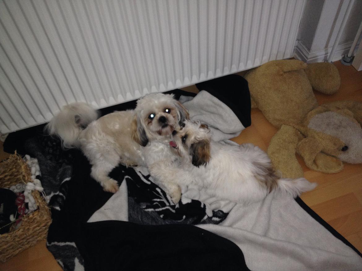 Shih tzu Boddy billede 8