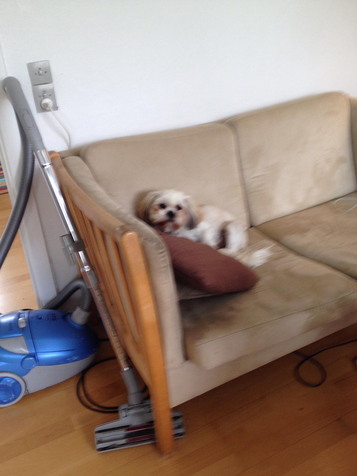 Shih tzu Boddy billede 9