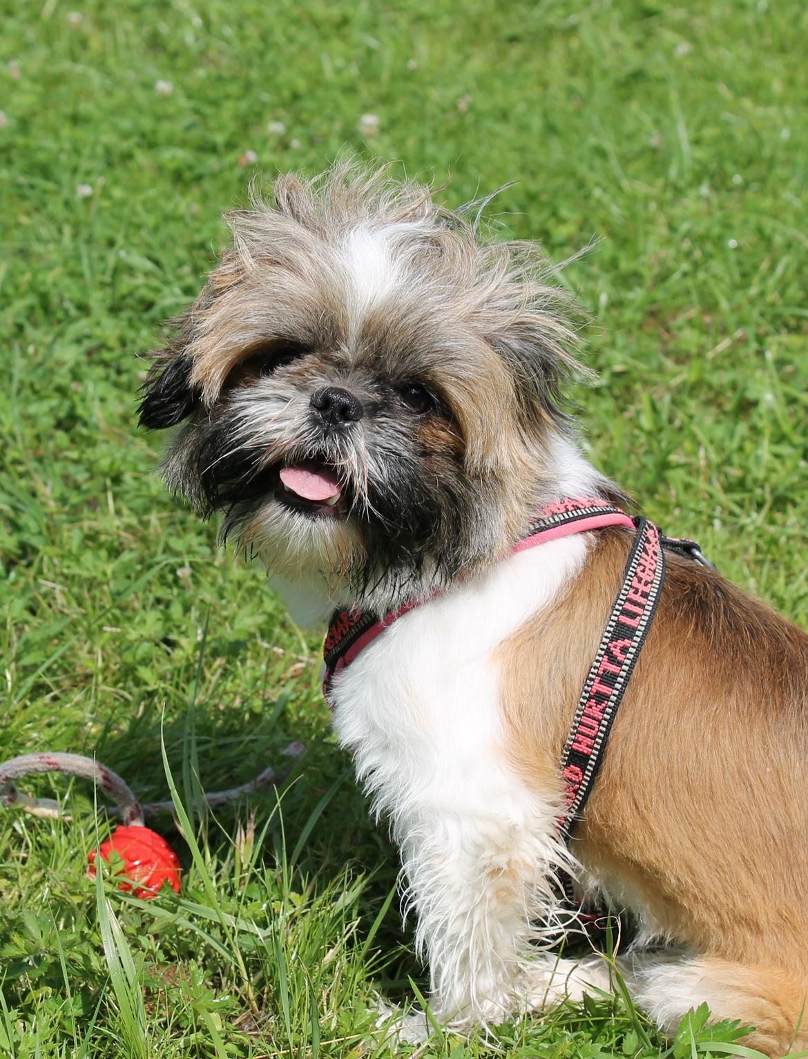 Shih tzu Maude - 17 måneder billede 5