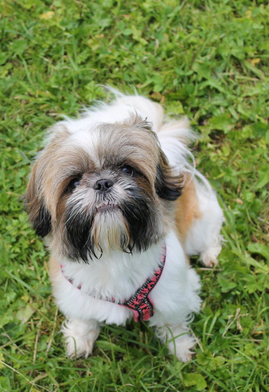 Shih tzu Maude billede 9