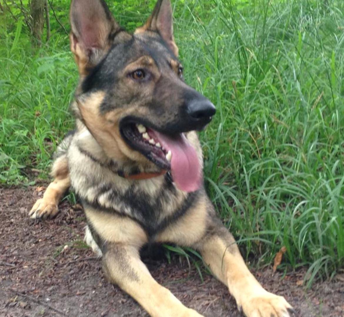 Schæferhund Team Englund`s Cookie billede 13