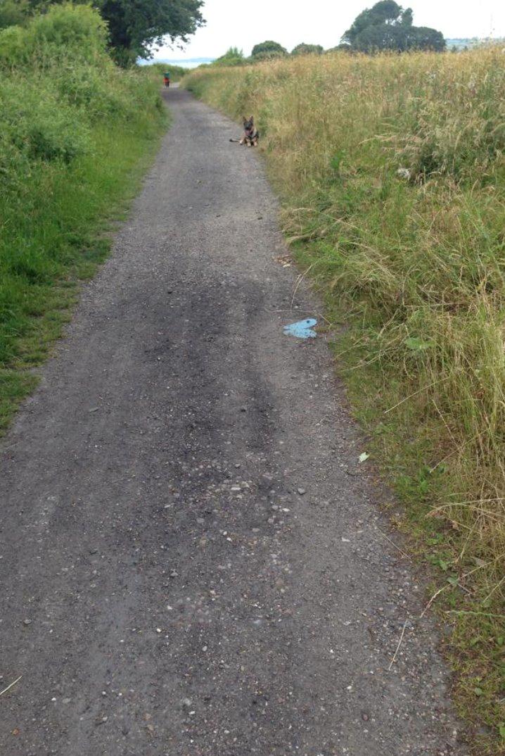 Schæferhund Team Englund`s Cookie - Dækket af på lang afstand. billede 15