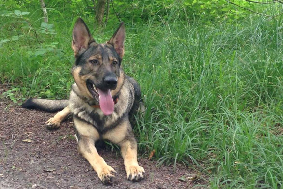 Schæferhund Team Englund`s Cookie billede 14