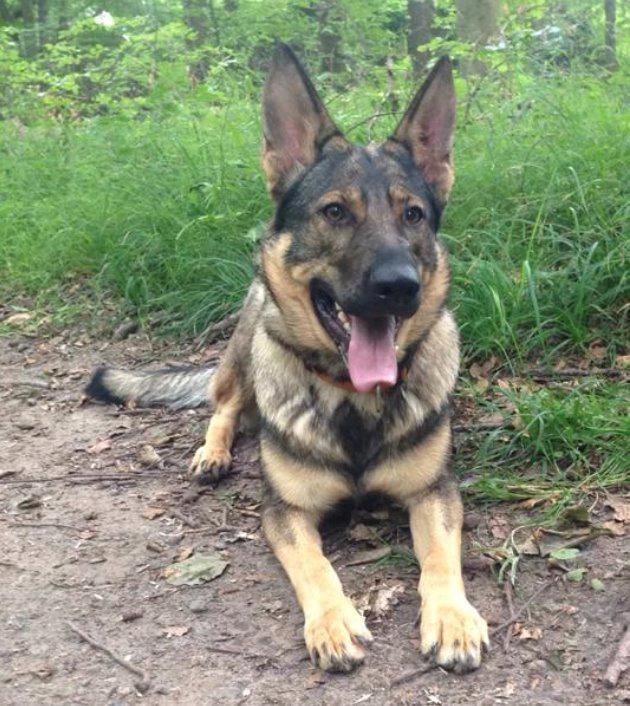 Schæferhund Team Englund`s Cookie billede 16