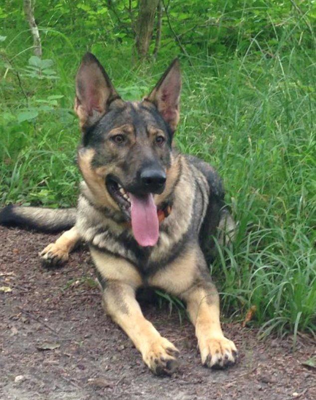 Schæferhund Team Englund`s Cookie billede 17