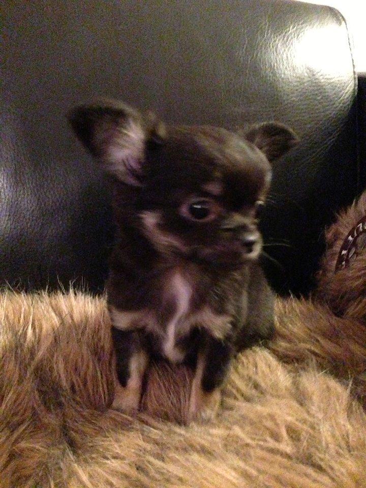 Chihuahua Lucky - Billede fra opdrætter. :)  billede 34