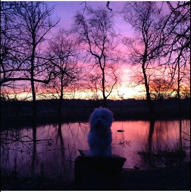 Coton de tulear Balou billede 1