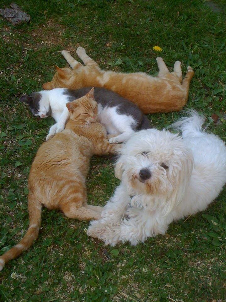 Coton de tulear Balou billede 2