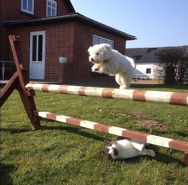 Coton de tulear Balou billede 3