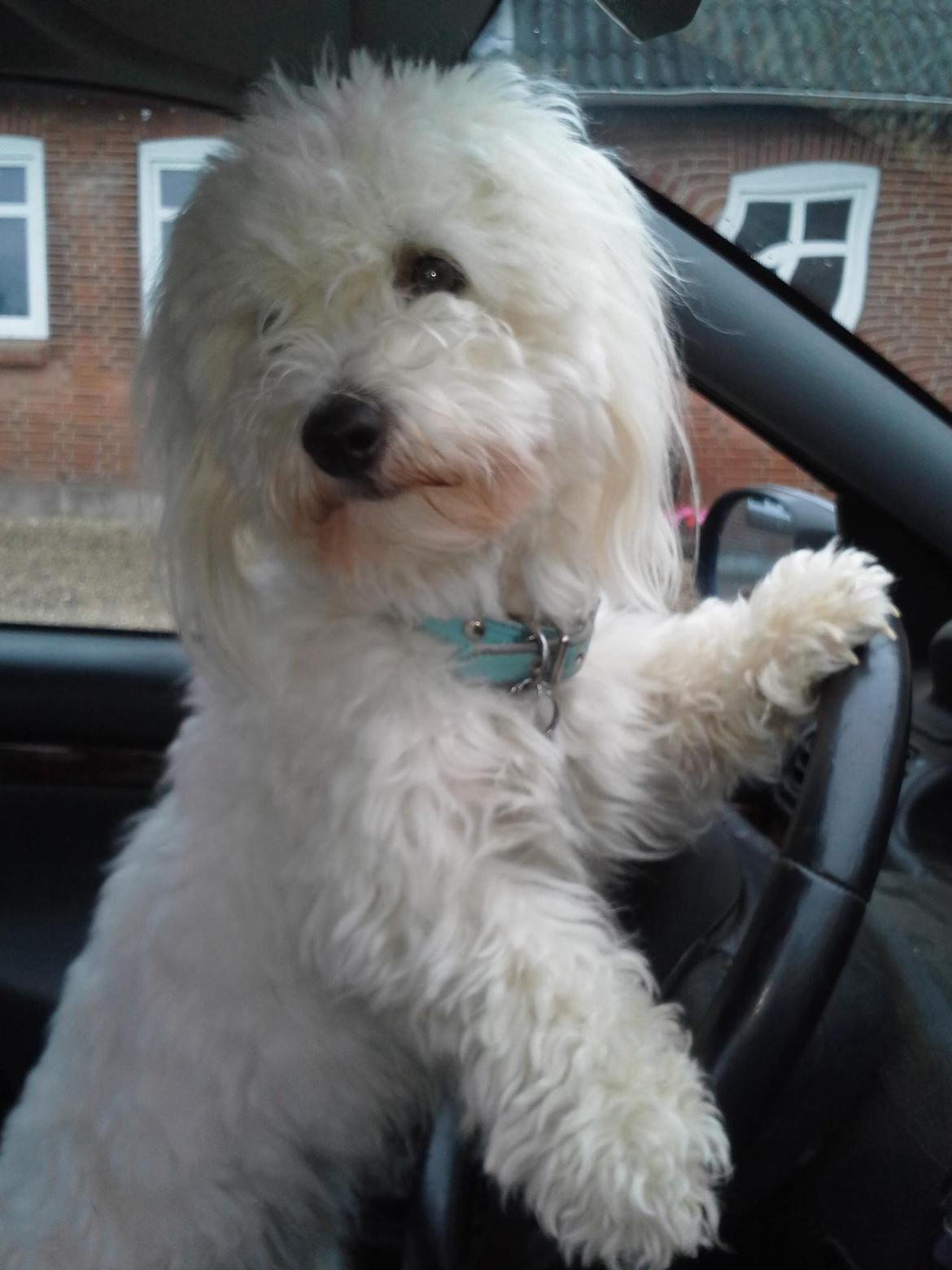 Coton de tulear Balou billede 4