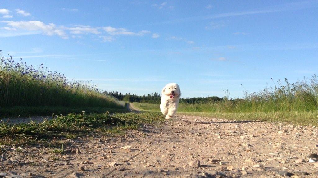 Coton de tulear Balou billede 5