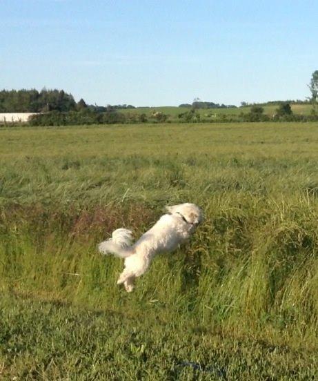 Coton de tulear Balou billede 6