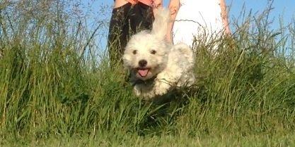 Coton de tulear Balou billede 7