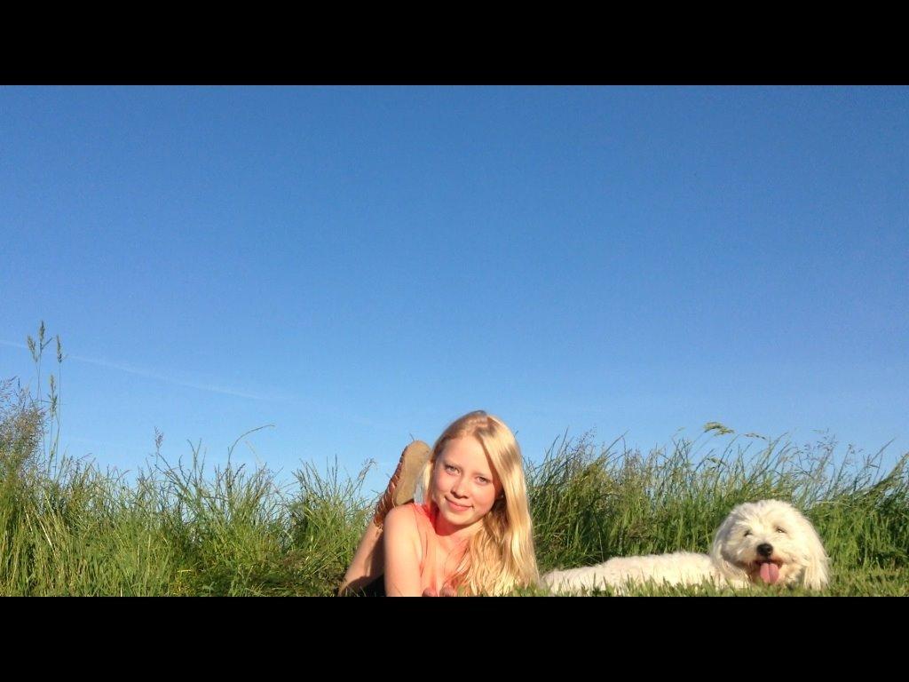 Coton de tulear Balou billede 8