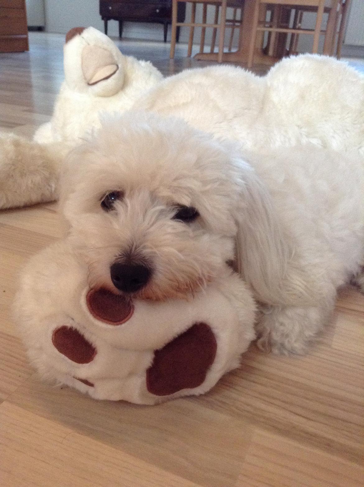 Coton de tulear Balou billede 9