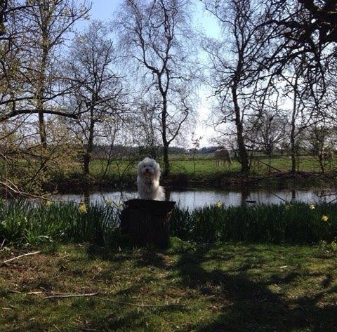 Coton de tulear Balou billede 1