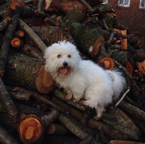 Coton de tulear Balou billede 3