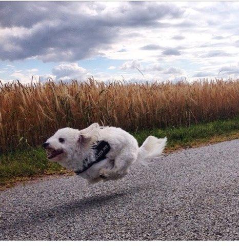 Coton de tulear Balou billede 4