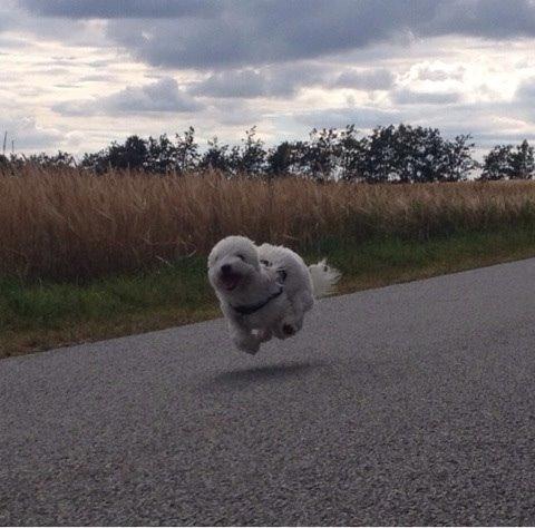 Coton de tulear Balou billede 5