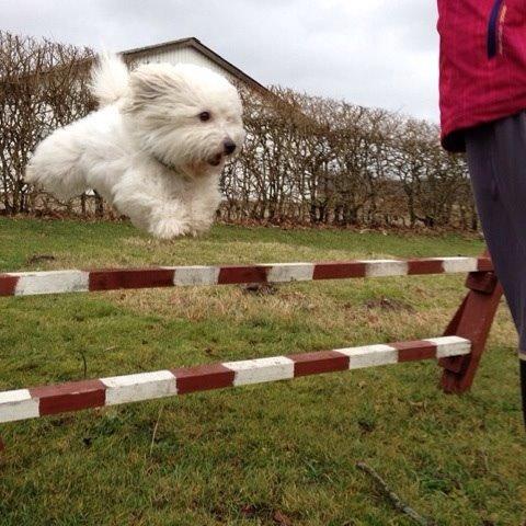 Coton de tulear Balou billede 6