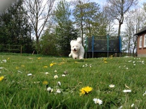 Coton de tulear Balou billede 8