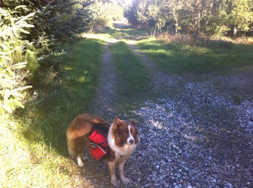 Border collie Nessa billede 1
