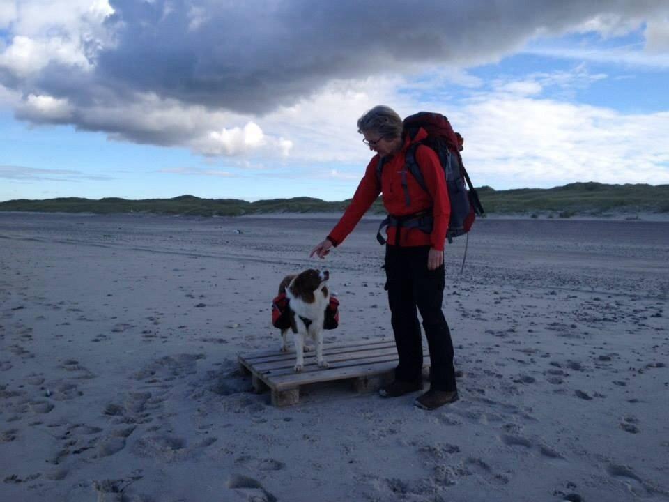 Border collie Nessa billede 3