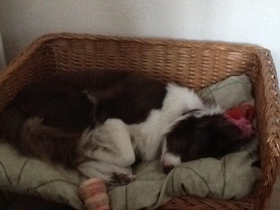 Border collie Nessa billede 4