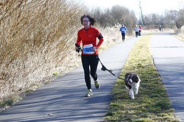 Border collie Nessa billede 5