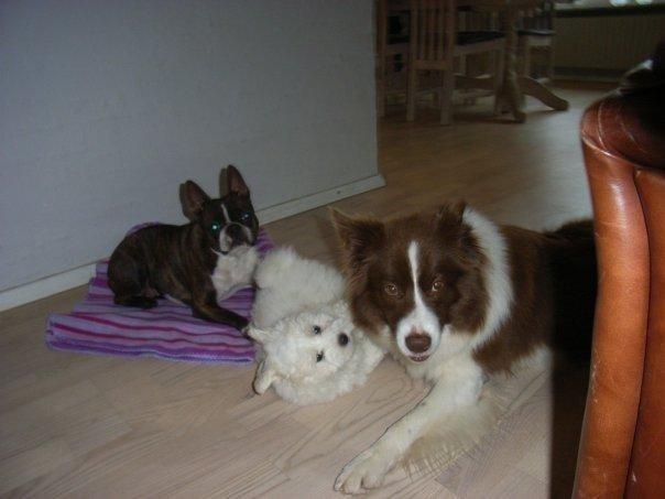 Border collie Nessa billede 6