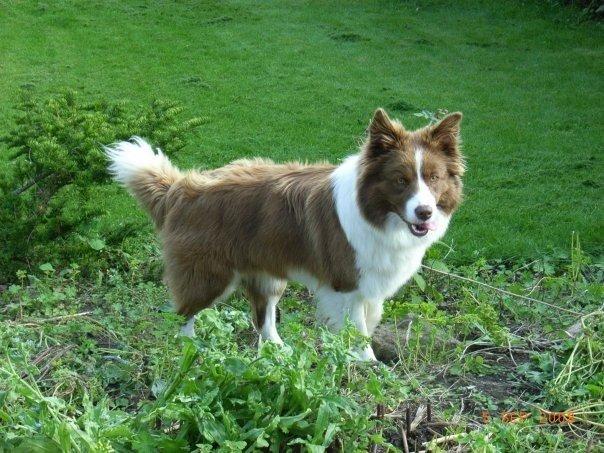 Border collie Nessa billede 7