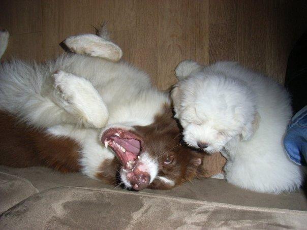 Border collie Nessa billede 8