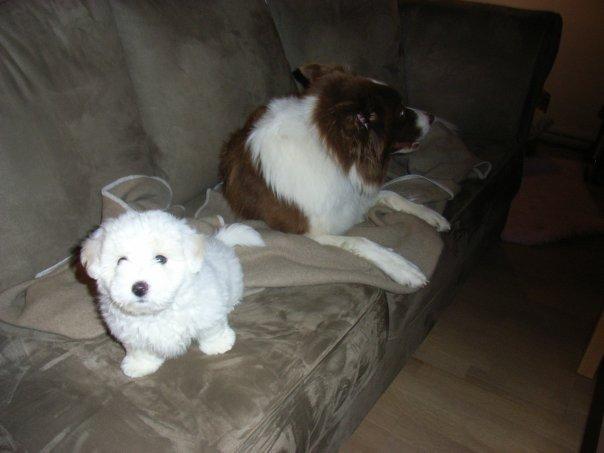 Border collie Nessa billede 9