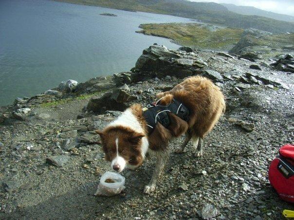 Border collie Nessa billede 10