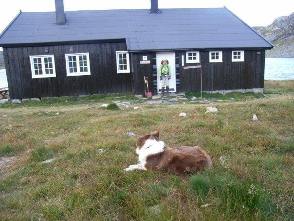 Border collie Nessa billede 11