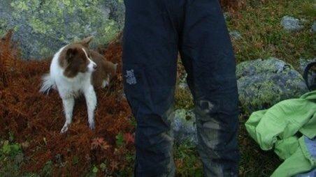 Border collie Nessa billede 12