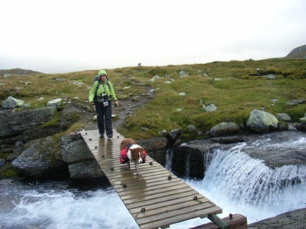 Border collie Nessa billede 13