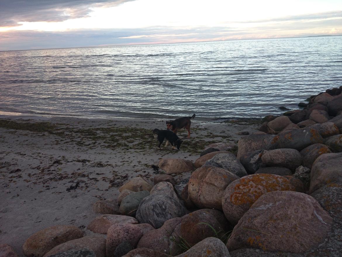 Blanding af racer Baloo - Baloo sammen med sin ven King billede 48