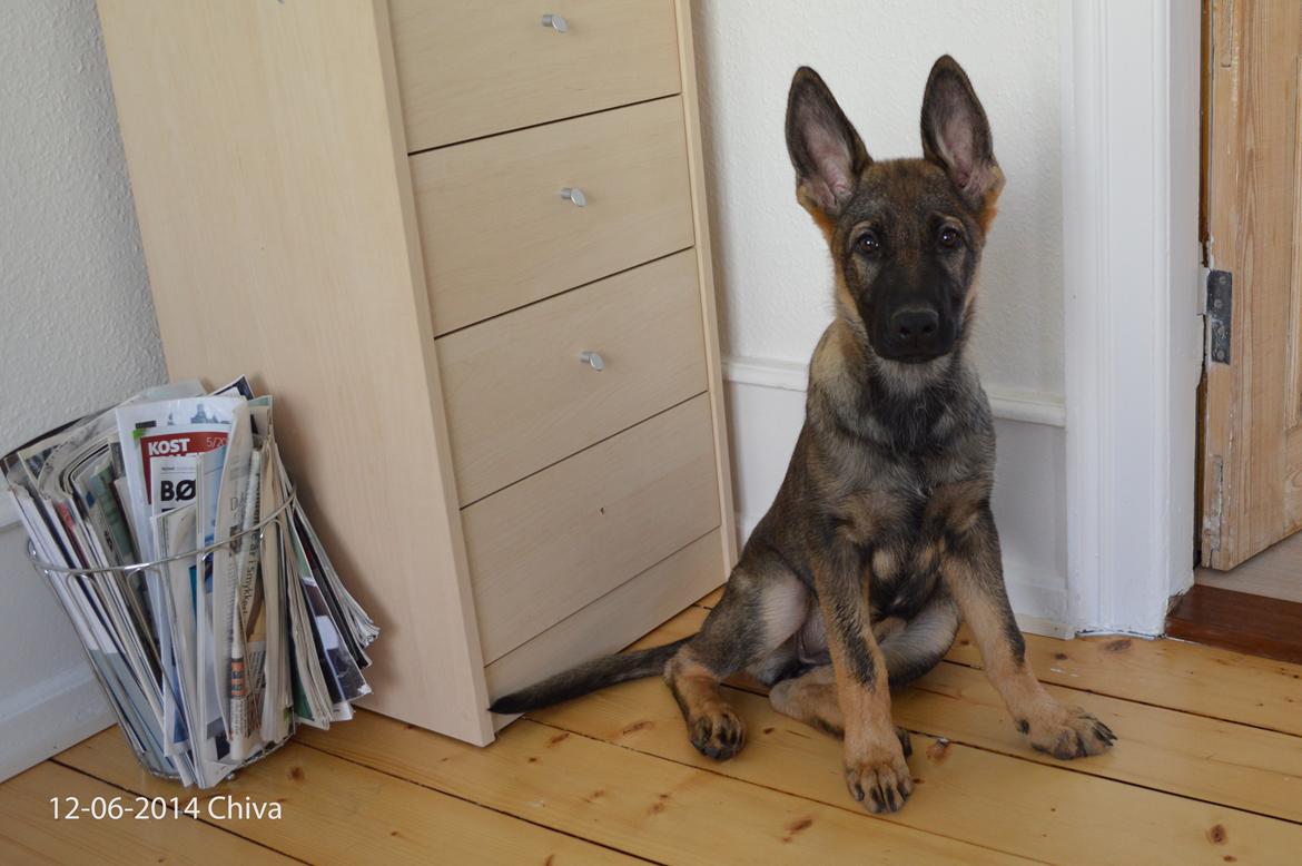 Schæferhund Chiva billede 2