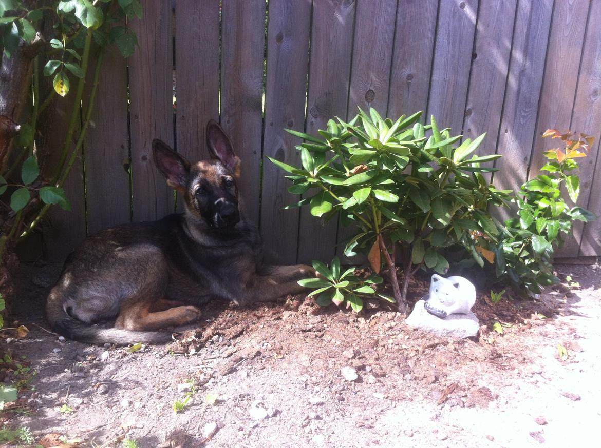 Schæferhund Chiva billede 9