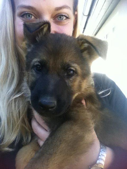 Schæferhund Chiva billede 8