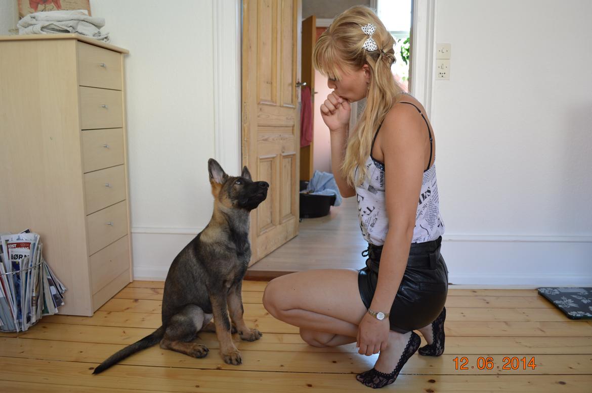 Schæferhund Chiva billede 4