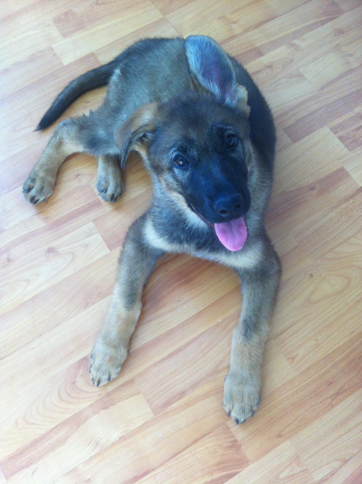 Schæferhund Chiva billede 1