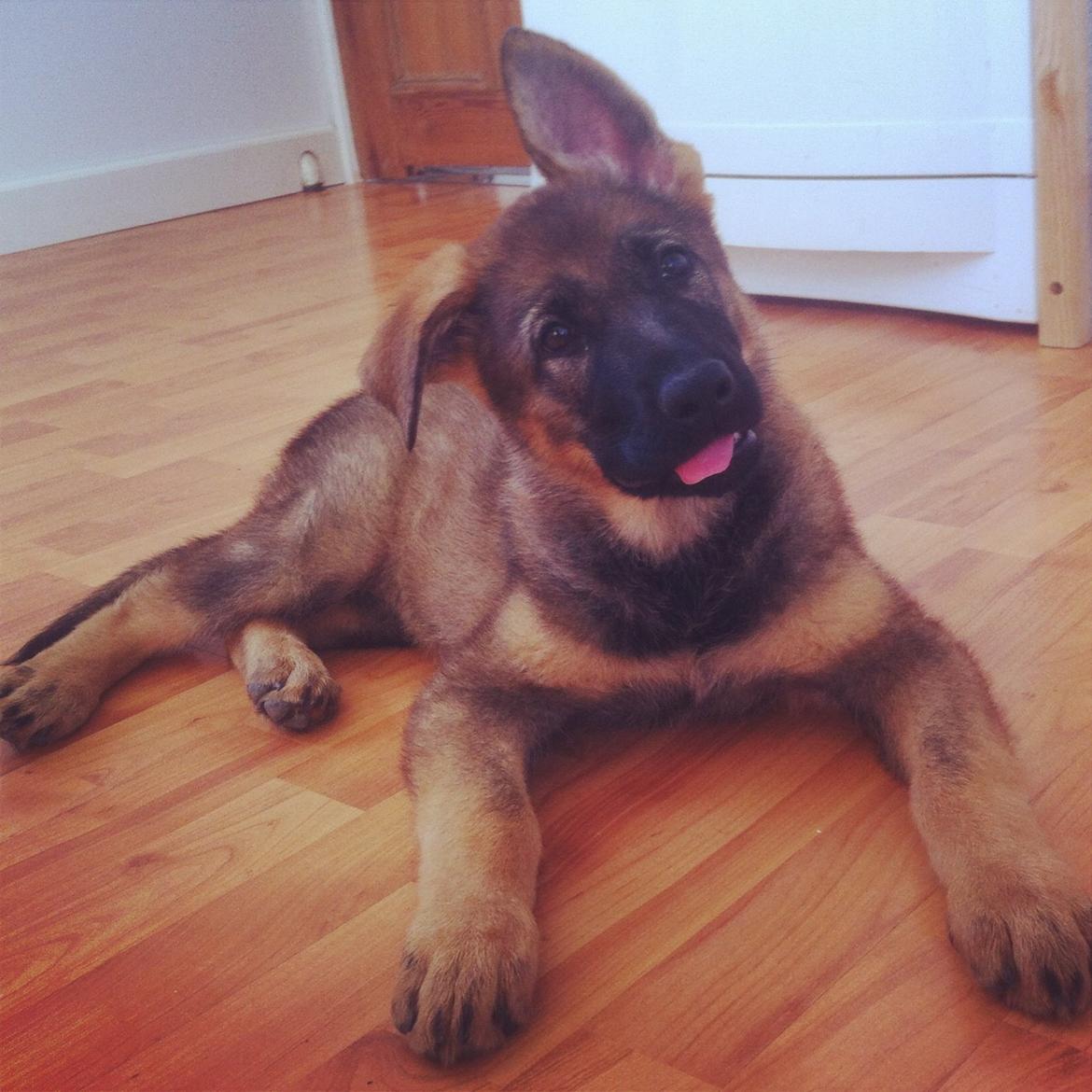 Schæferhund Chiva billede 3