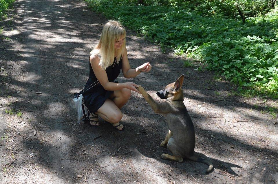 Schæferhund Chiva billede 5