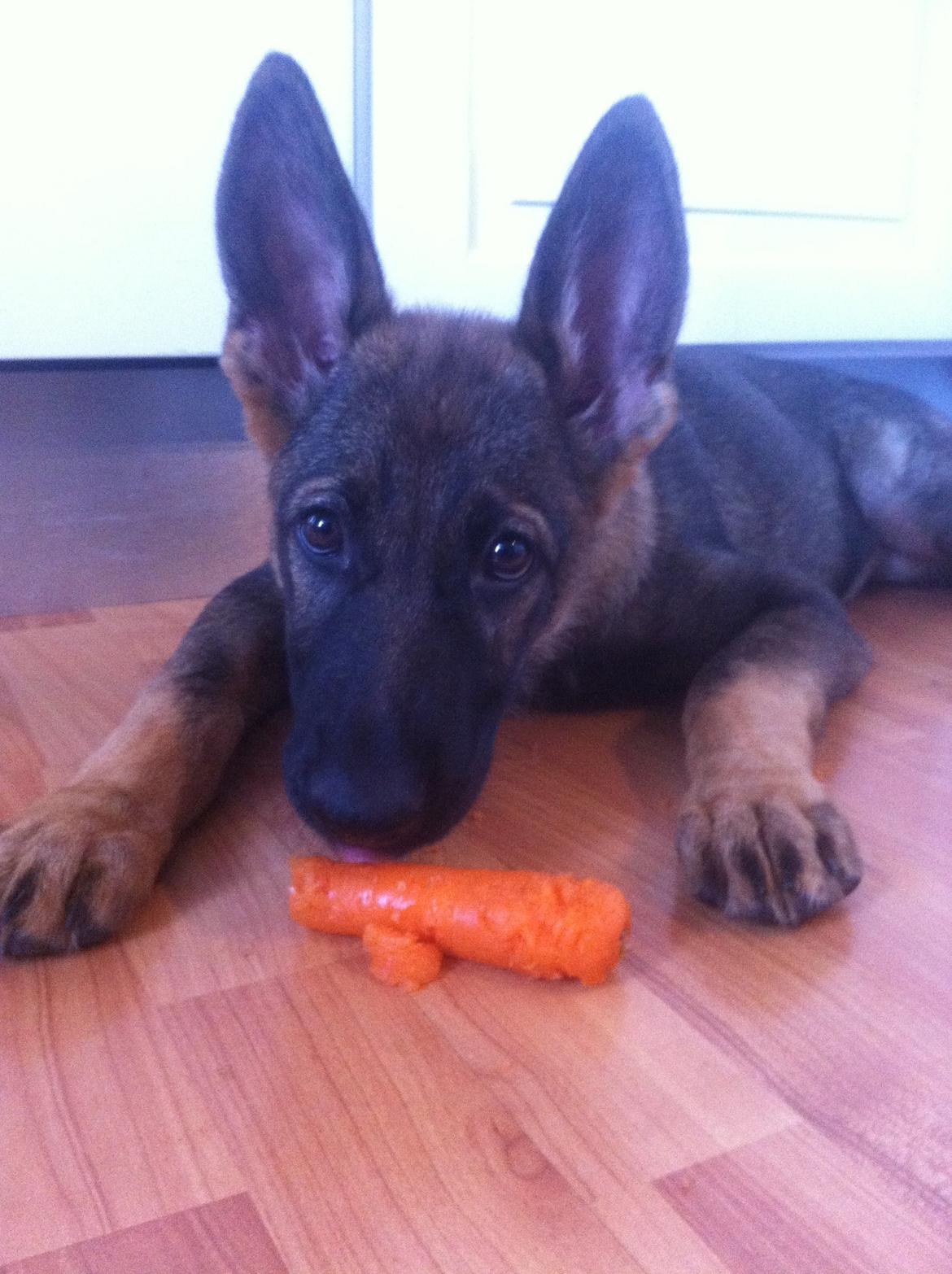 Schæferhund Chiva billede 10